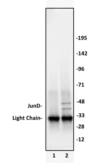 JunD antibody (pAb) tested by Immunoprecipitation. 10 ul of JunD antibody was used to immunoprecipitate JunD from 250 ug of K562 nuclear cell extract (lane 2). 10 ul of rabbit IgG was used as a negative control (lane 1). The immunoprecipitated protein was detected by Western blotting using the JunD antibody at a dilution of 1:1,000.