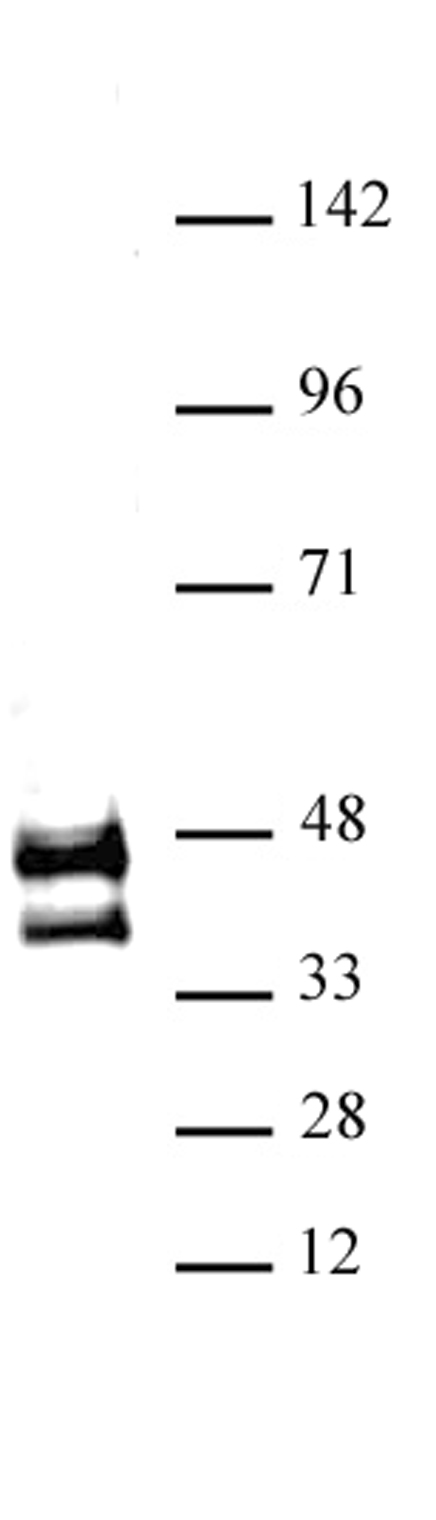 JunD antibody (pAb) tested by Western blot. K-562 nuclear extract (20 ug) probed with JunD antibody at a dilution of 1:1,000.