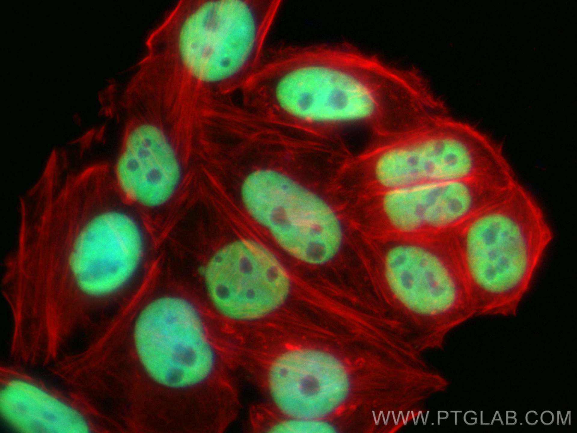 Immunofluorescence (IF) / fluorescent staining of HepG2 cells using KAP1 Monoclonal antibody (66630-1-Ig)