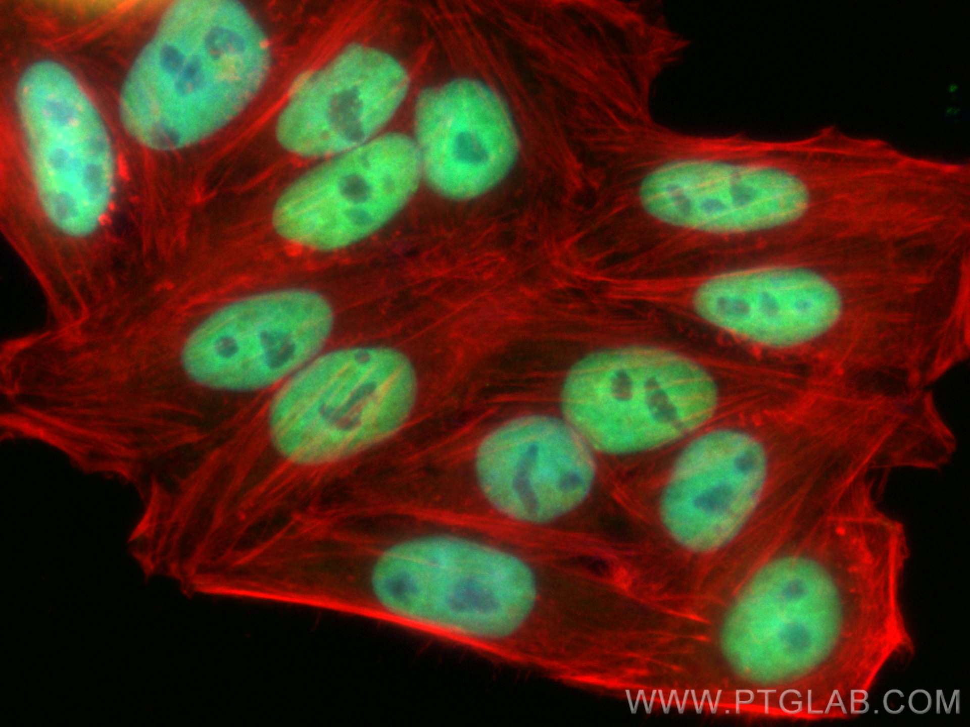 Immunofluorescence (IF) / fluorescent staining of HepG2 cells using CoraLite® Plus 488-conjugated KAP1 Monoclonal anti (CL488-66630)