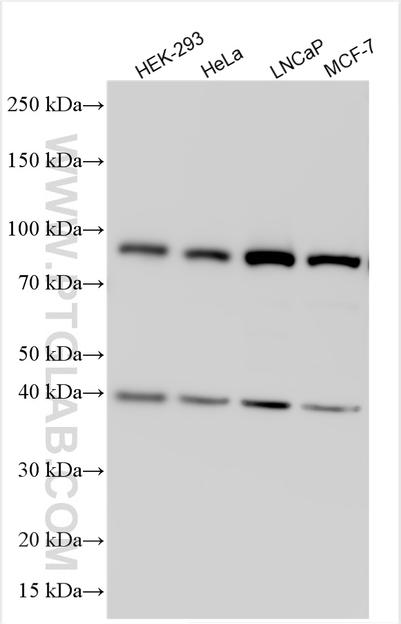 Western Blot (WB) analysis of various lysates using KAT2A/GCN5 Polyclonal antibody (28390-1-AP)