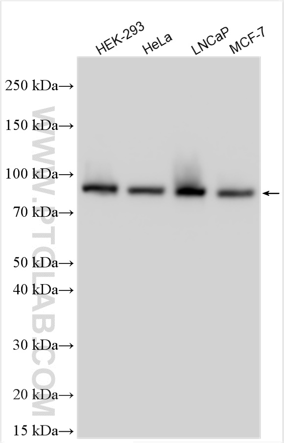 Western Blot (WB) analysis of various lysates using KAT2A/GCN5 Recombinant antibody (84669-2-RR)