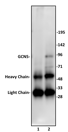 GCN5 antibody (pAb) tested by Immunoprecipitation. 10 ul of GCN5 antibody was used to immunoprecipitate GCN5 from 500 ug of MCF-7 nuclear cell extract (lane 2). 10 ul of rabbit IgG was used as a negative control (lane 1). The immunoprecipitated protein was detected by Western blotting using the GCN5 antibody at a dilution of 1:500.