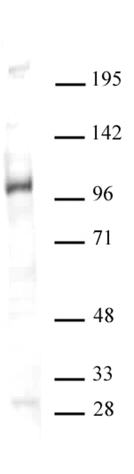 GCN5 antibody (pAb) tested by Western blot. Detection of GCN5 by Western blot analysis. Nuclear extract of MCF-7 cells (30 ug) probed with GCN5 antibody at a dilution of 1:500.