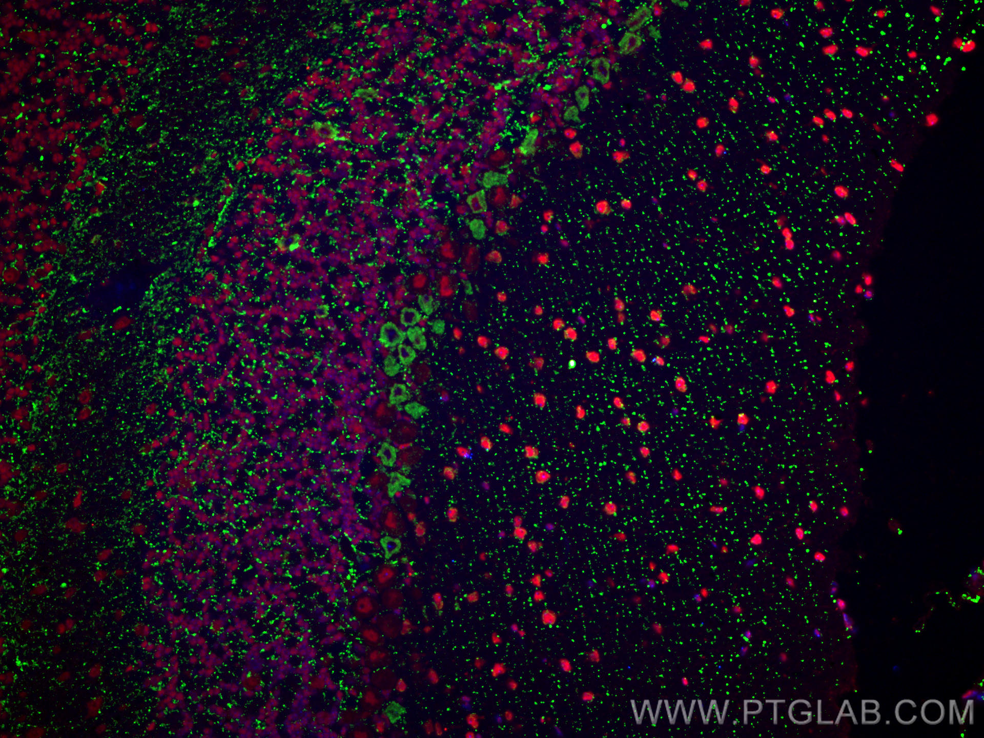 Immunofluorescence (IF) / fluorescent staining of mouse cerebellum tissue using KCNA6 Polyclonal antibody (31900-1-AP)