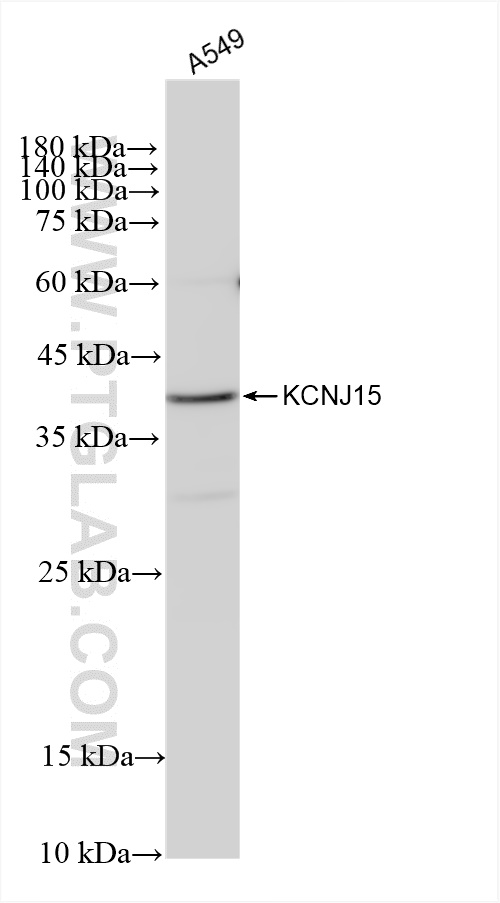 Western Blot (WB) analysis of A549 cells using KCNJ15 Recombinant antibody (83257-5-RR)