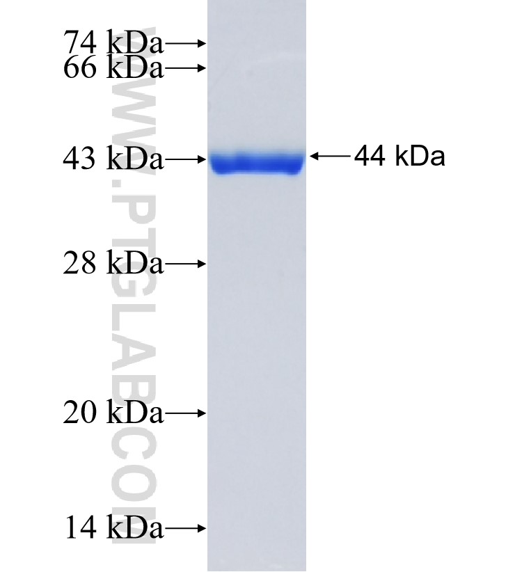 KCNJ15 fusion protein Ag34655 SDS-PAGE