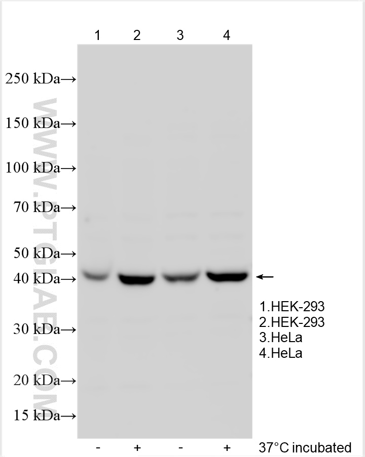 Western Blot (WB) analysis of various lysates using Kir5.1 Polyclonal antibody (12696-1-AP)