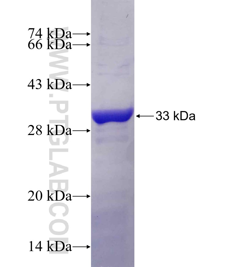 KCNRG fusion protein Ag4347 SDS-PAGE