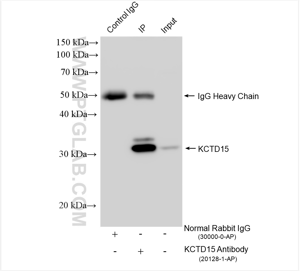 Immunoprecipitation (IP) experiment of C6 cells using KCTD15 Polyclonal antibody (20128-1-AP)