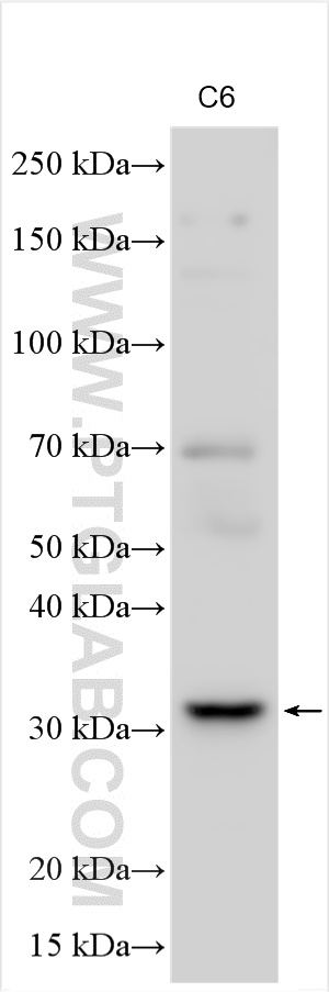 Western Blot (WB) analysis of various lysates using KCTD15 Polyclonal antibody (20128-1-AP)