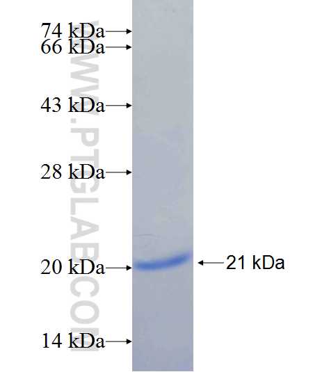 KCTD6 fusion protein Ag25631 SDS-PAGE