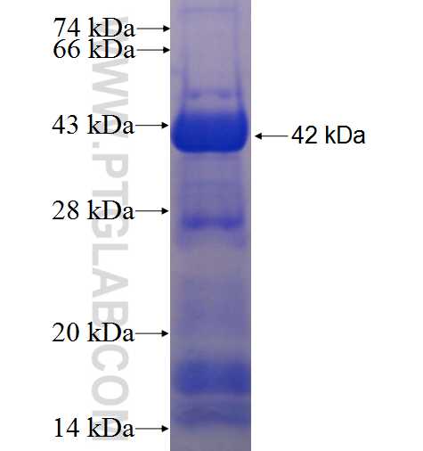 KDELC1 fusion protein Ag24292 SDS-PAGE