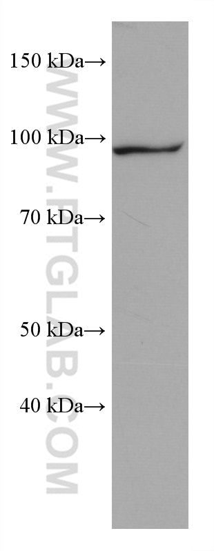 Western Blot (WB) analysis of NIH/3T3 cells using KDM1B Monoclonal antibody (67886-1-Ig)