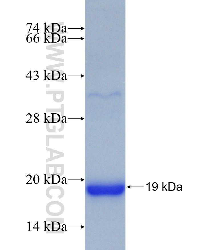 KDM1B fusion protein Ag30672 SDS-PAGE