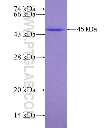 KDM3A,JMJD1A fusion protein Ag28687 SDS-PAGE