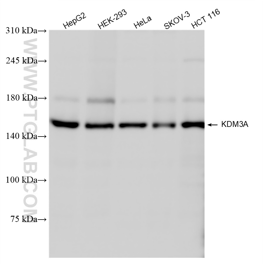 Western Blot (WB) analysis of various lysates using KDM3A/JMJD1A Recombinant antibody (83571-2-RR)