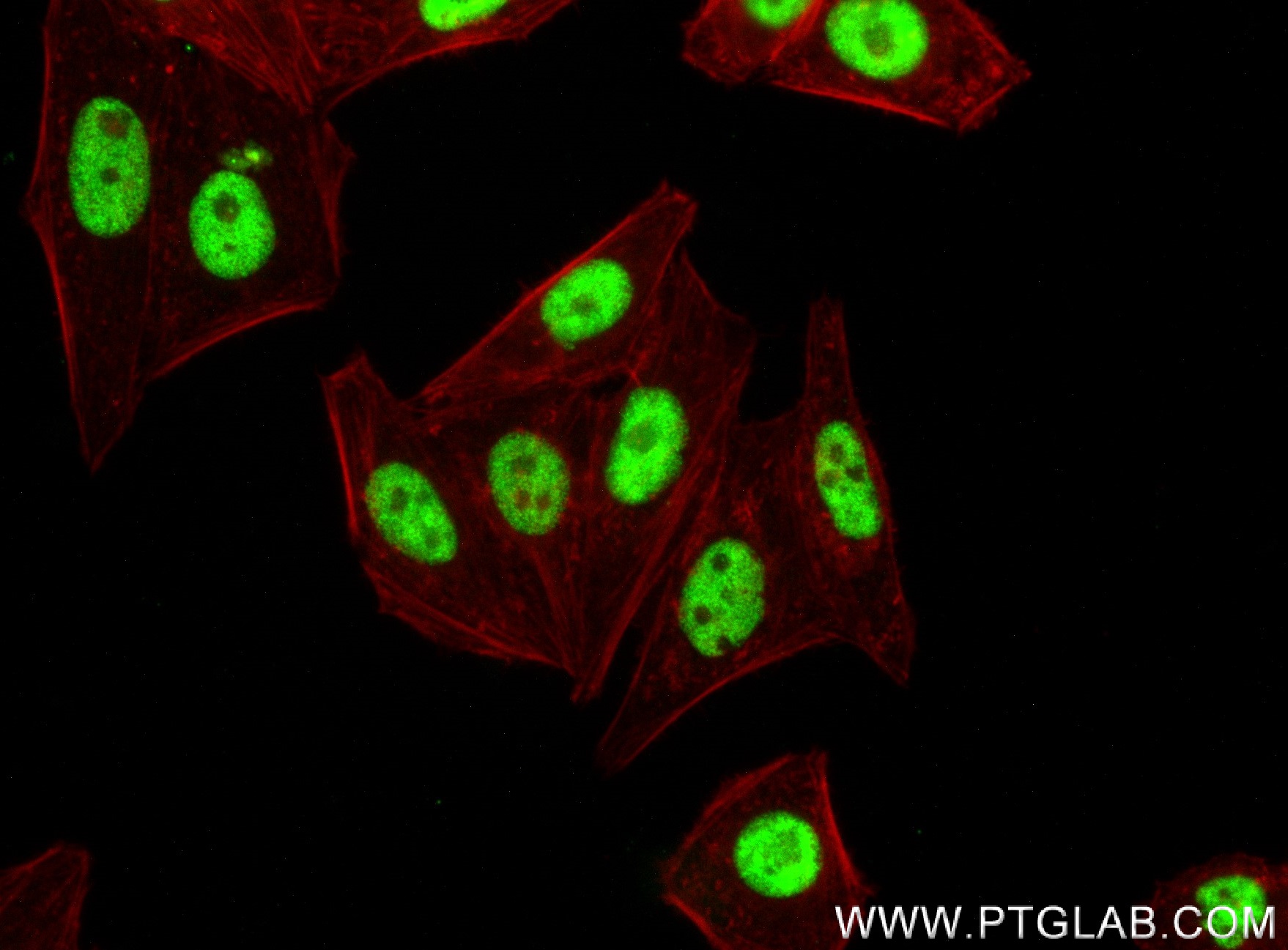 Immunofluorescence (IF) / fluorescent staining of HepG2 cells using KDM3A/JMJD1A Recombinant antibody (83571-6-RR)