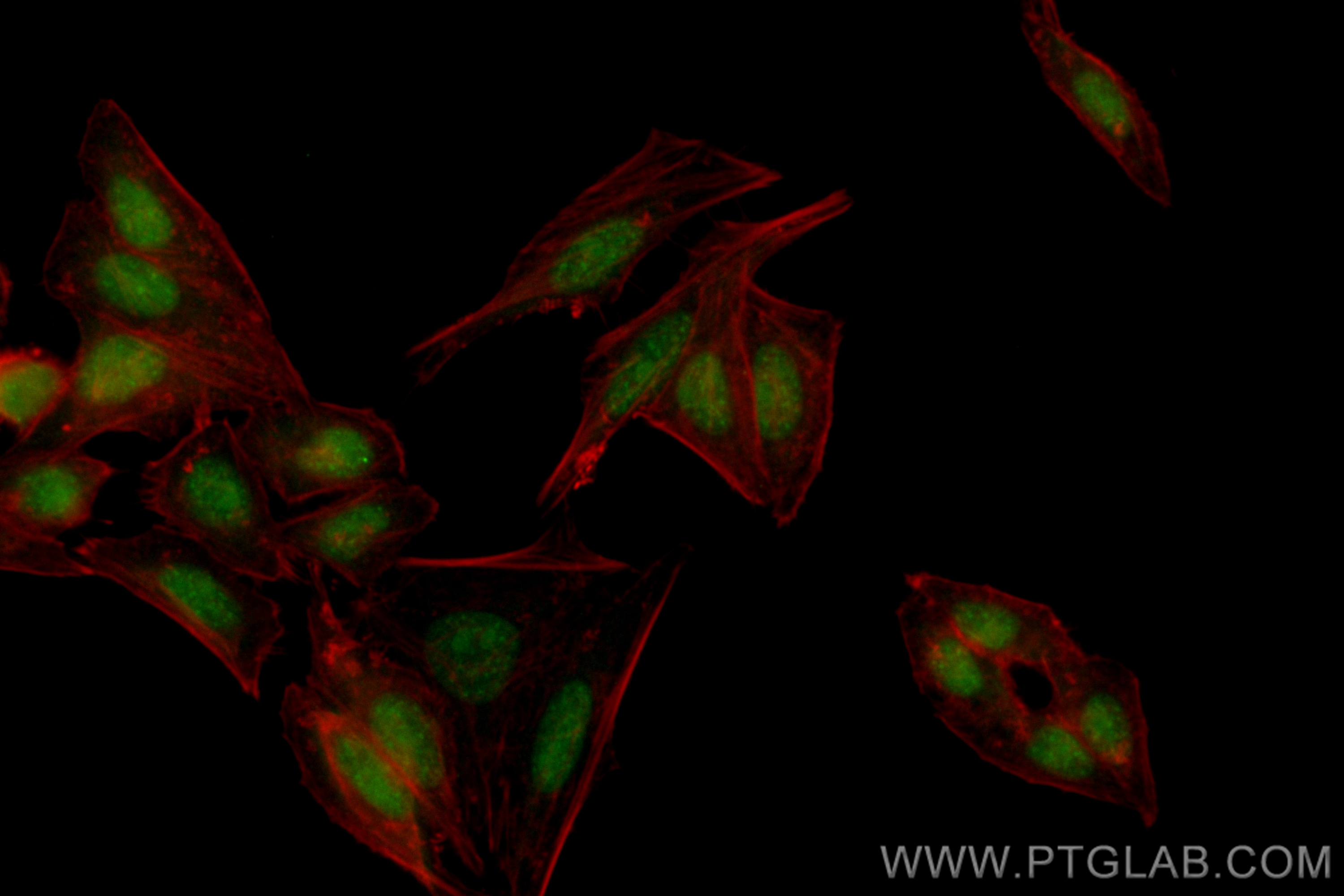 Immunofluorescence (IF) / fluorescent staining of HepG2 cells using CoraLite® Plus 488-conjugated KDM3A,JMJD1A Recombi (CL488-83571-6)