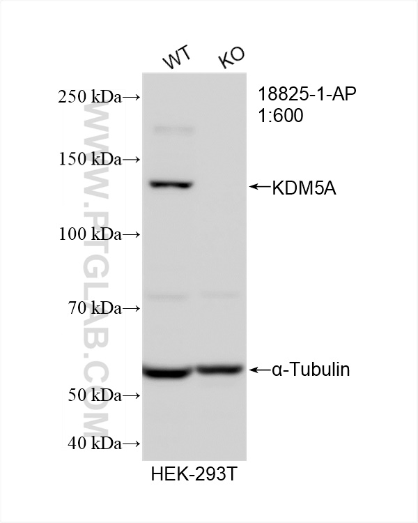 Western Blot (WB) analysis of HEK-293T cells using RBP2 Polyclonal antibody (18825-1-AP)