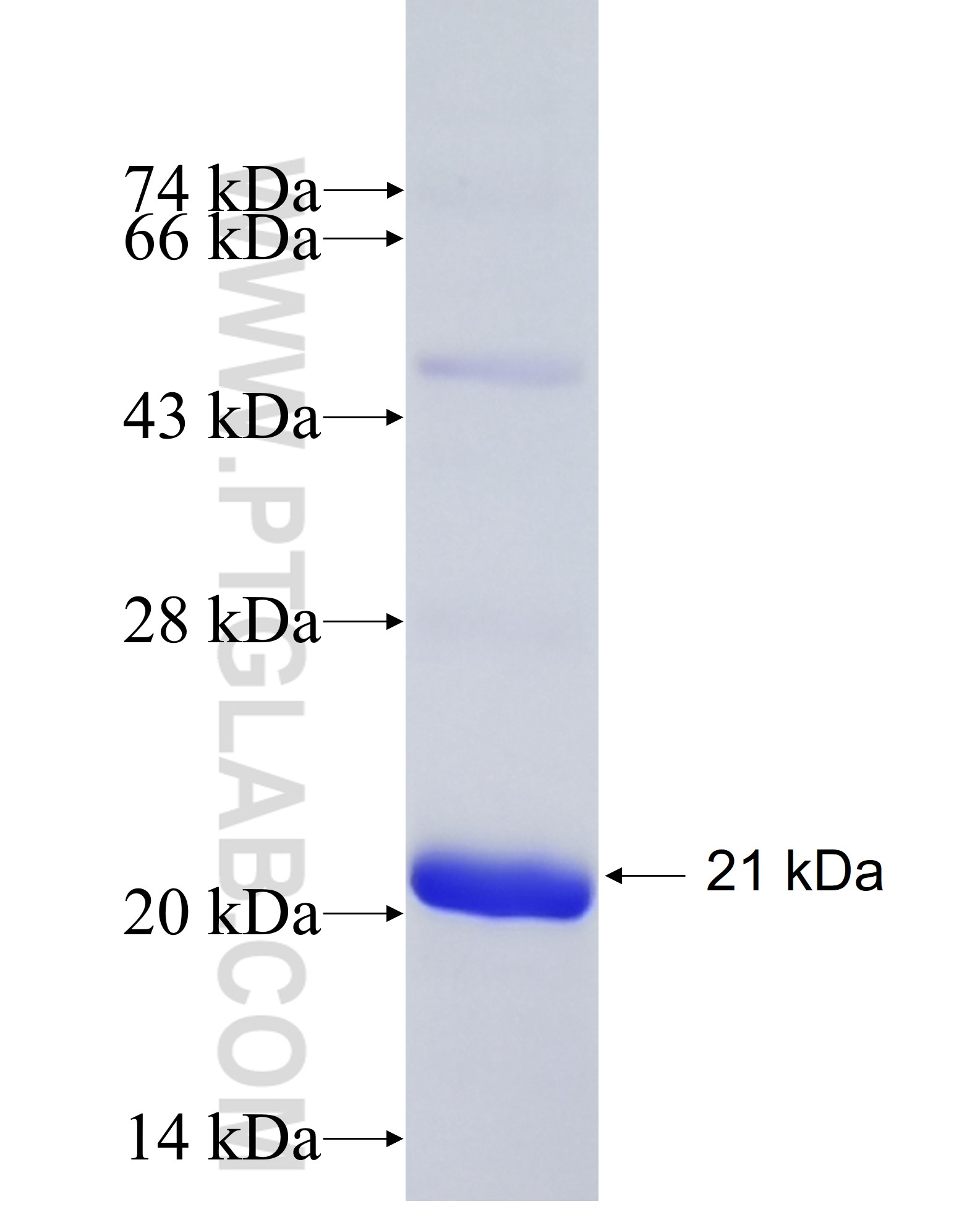 KDM5B fusion protein Ag28851 SDS-PAGE