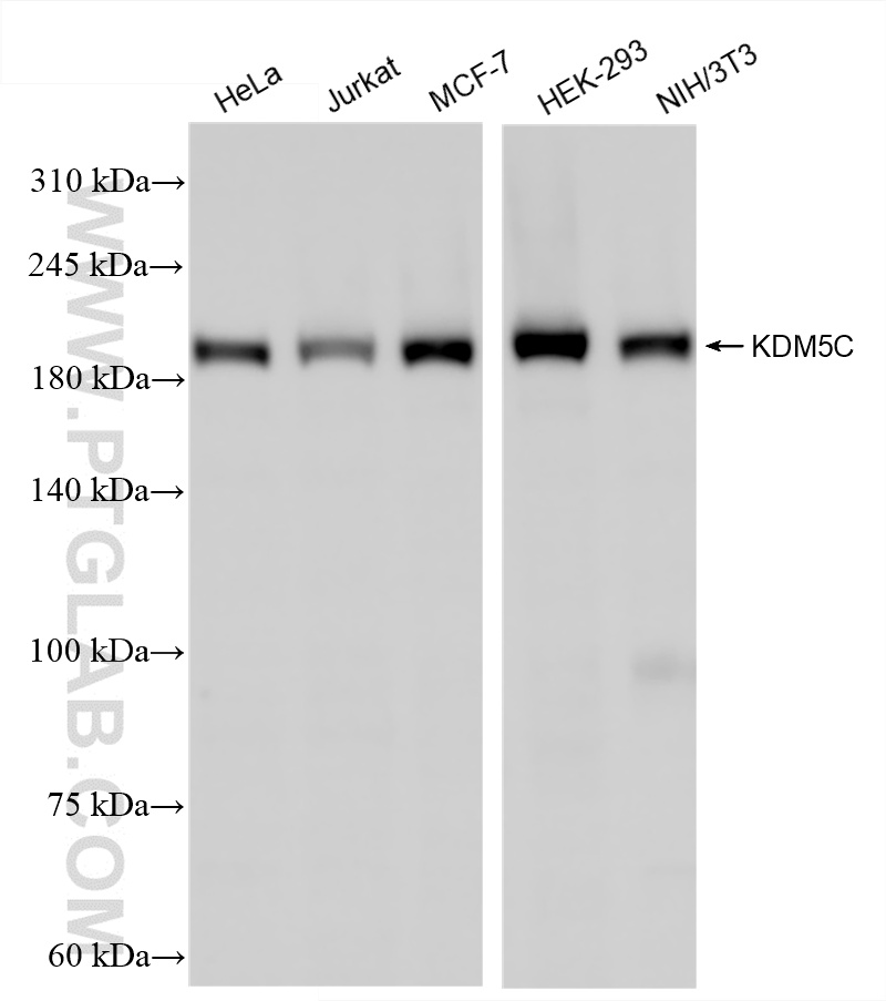Western Blot (WB) analysis of various lysates using KDM5C Recombinant antibody (86017-1-RR)