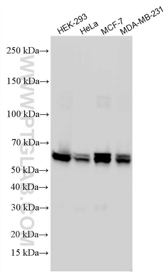 Western Blot (WB) analysis of various lysates using KEAP1 Polyclonal antibody (10503-2-AP)