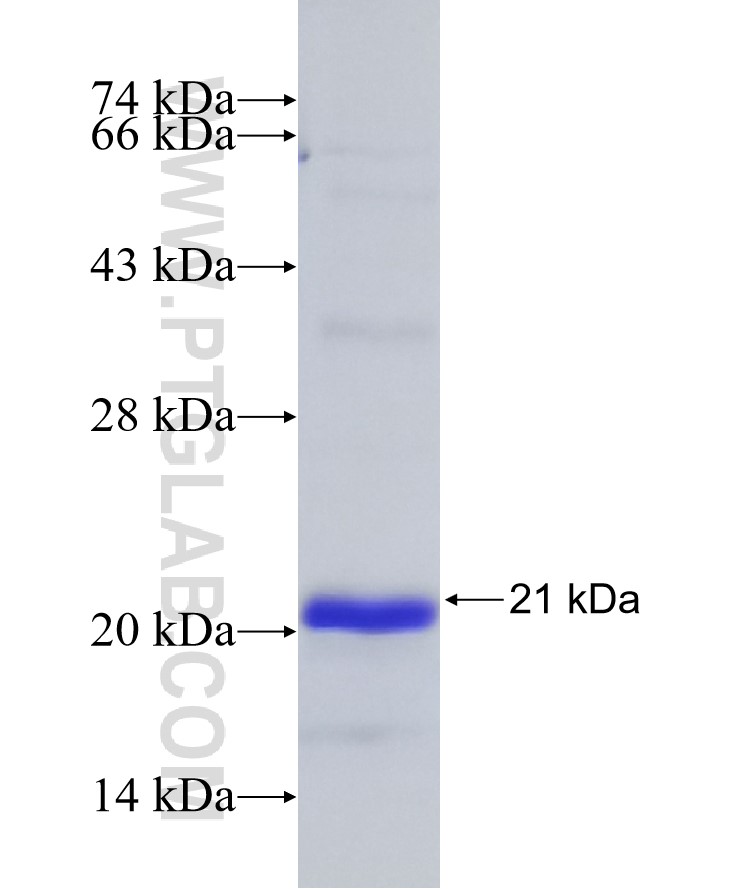 KEAP1 fusion protein Ag32533 SDS-PAGE