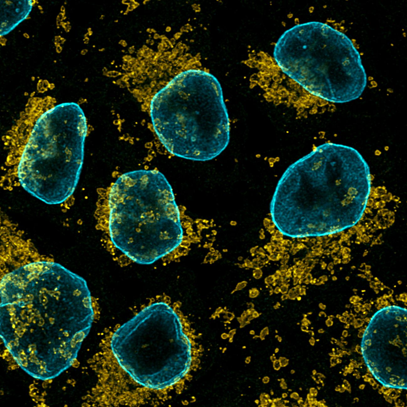 Immunofluorescence of HeLa: PFA-fixed HeLa cells were stained with anti-TOM20 (11802-1-AP) labeled with FlexAble CoraLite® Plus 550 Kit (KFA002, yellow) and anti-Lamin B1 (12987-1-AP) labeled with FlexAble CoraLite® Plus 650 Kit (KFA003, cyan).​ Confocal images were acquired with a 100x oil objective and post-processed. Images were recorded at the Core Facility Bioimaging at the Biomedical Center, LMU Munich.