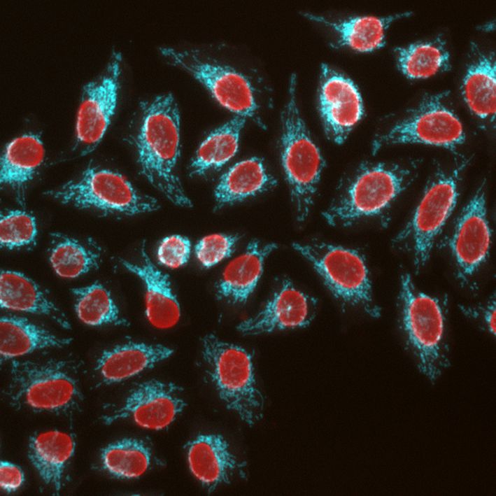 Immunofluorescence of HeLa: PFA-fixed HeLa cells were stained with anti-Lamin B1 (12987-1-AP) labeled with FlexAble CoraLite® Plus 555 Kit (KFA002, red) and anti-TOM20 (11802-1-AP) labeled with FlexAble CoraLite® Plus 750 Kit (KFA004, cyan).​ Epifluorescence images were acquired with a 20x objective and post-processed.