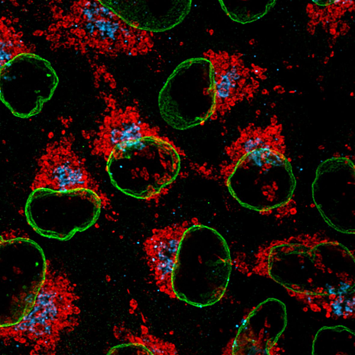 Immunofluorescence of HeLa: PFA-fixed HeLa cells were stained with anti-Lamin B1 (66095-1-Ig) labeled with FlexAble CoraLite® Plus 488 Kit (KFA021, green), anti-HSP60 (66041-1-Ig) labeled with FlexAble CoraLite® Plus 555 Kit (KFA022, red) and anti-GORASP2 (66627-1-Ig) labeled with FlexAble CoraLite® Plus 647 Kit (KFA023, cyan).​ Confocal images were acquired with a 100x oil objective and post-processed. Images were recorded at the Core Facility Bioimaging at the Biomedical Center, LMU Munich.