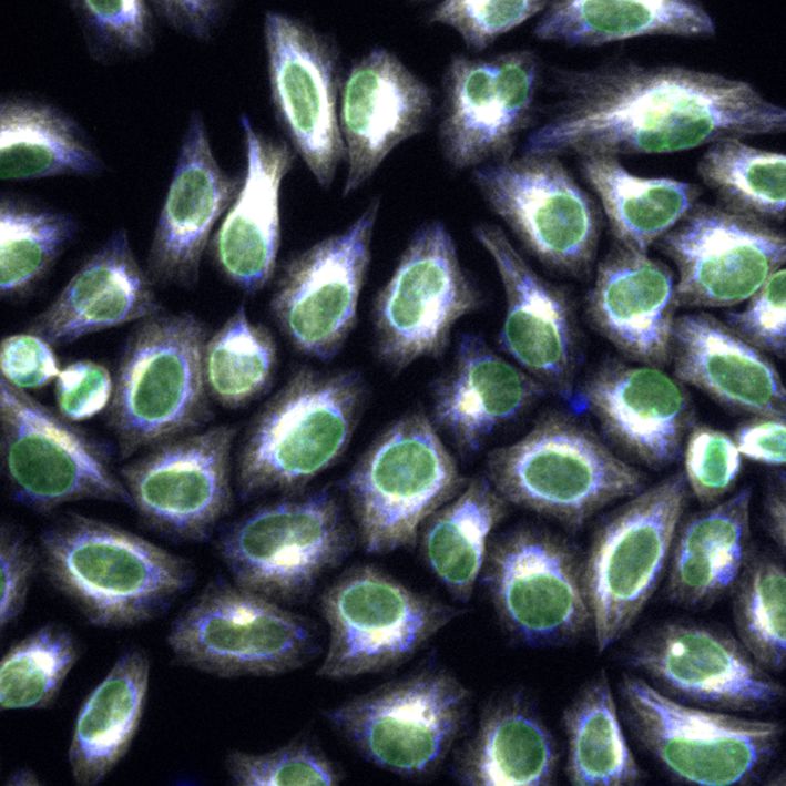 Immunofluorescence of HeLa: PFA-fixed HeLa cells were stained with anti-Lamin B1 (66095-1-Ig) labeled with FlexAble CoraLite® Plus 488 Kit (KFA021, green) and anti-HSP60 (66041-1-Ig) labeled with FlexAble CoraLite® Plus 555 Kit (KFA022, blue), anti-GORASP2 (66627-1-Ig) labeled with FlexAble CoraLite® Plus 647 Kit (KFA023, yellow) and anti-Tubulin alpha labeled with FlexAble CoraLite® Plus 750 Kit (KFA024, grey).​ Epifluorescence images were acquired with a 20x objective and post-processed.