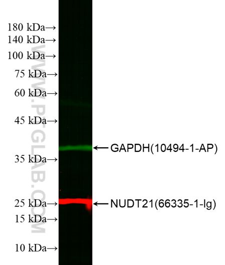 WB of HEK-293 cell lysates: HEK-293 cell lysates were detected with anti-GAPDH (10494-1-AP) labeled with FlexAble CoraLite® 488 Kit (KFA001, green) and anti-NUDT21 (66335-1-Ig) labeled with FlexAble CoraLite Plus 750 Kit (KFA024, red).
