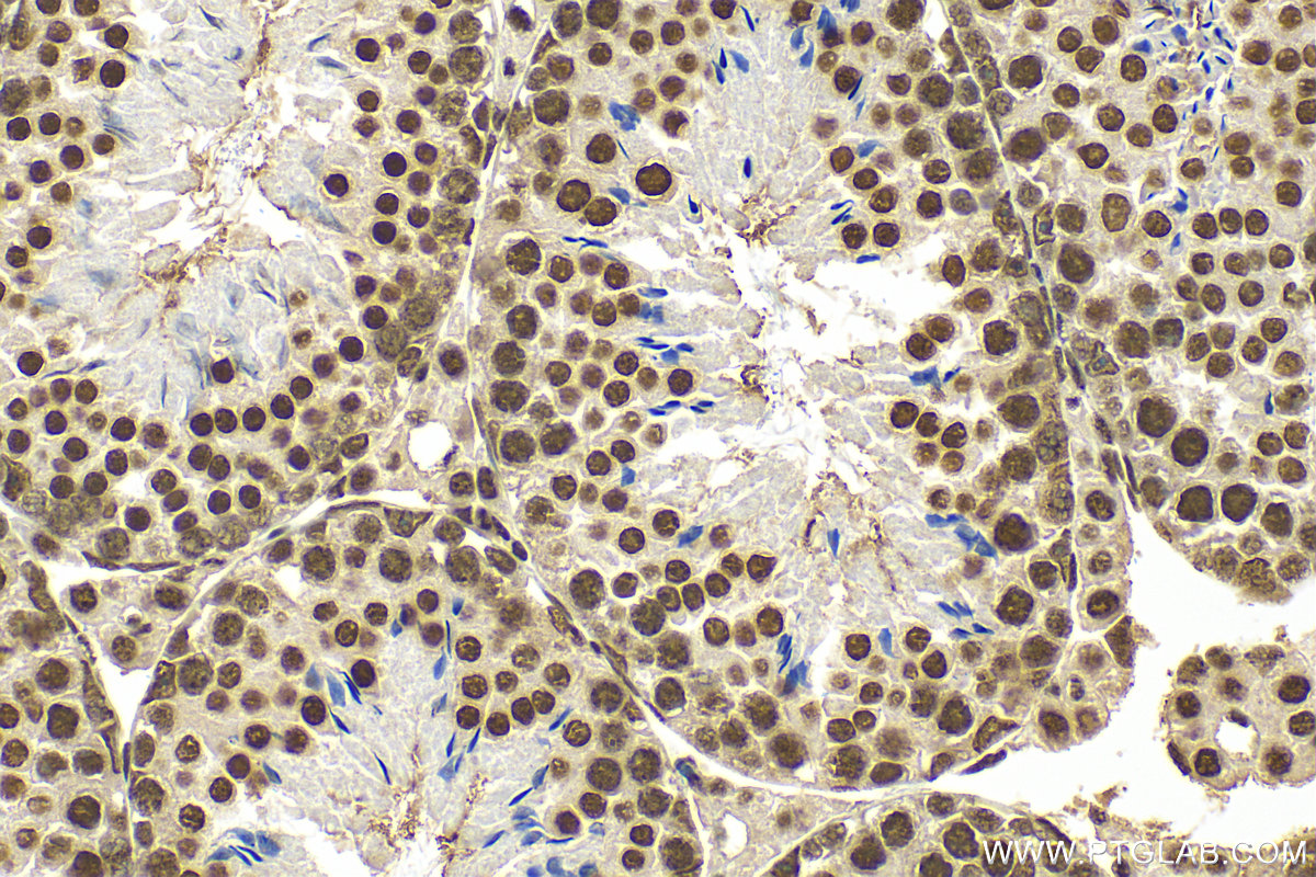 Immunohistochemistry (IHC) staining of mouse testis tissue using KHSRP Polyclonal antibody (31044-1-AP)