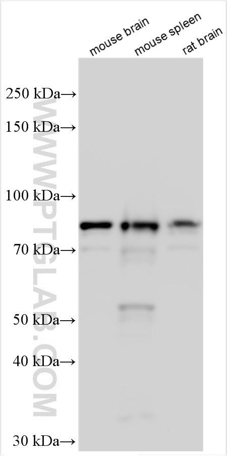 Western Blot (WB) analysis of various lysates using KHSRP Polyclonal antibody (31044-1-AP)