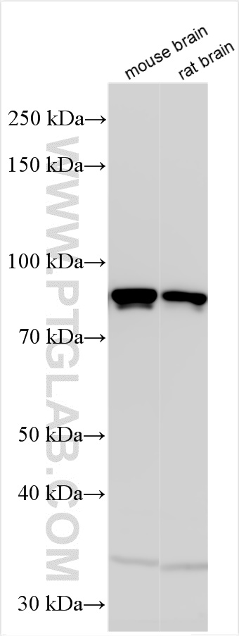 Western Blot (WB) analysis of various lysates using KHSRP Polyclonal antibody (55409-1-AP)