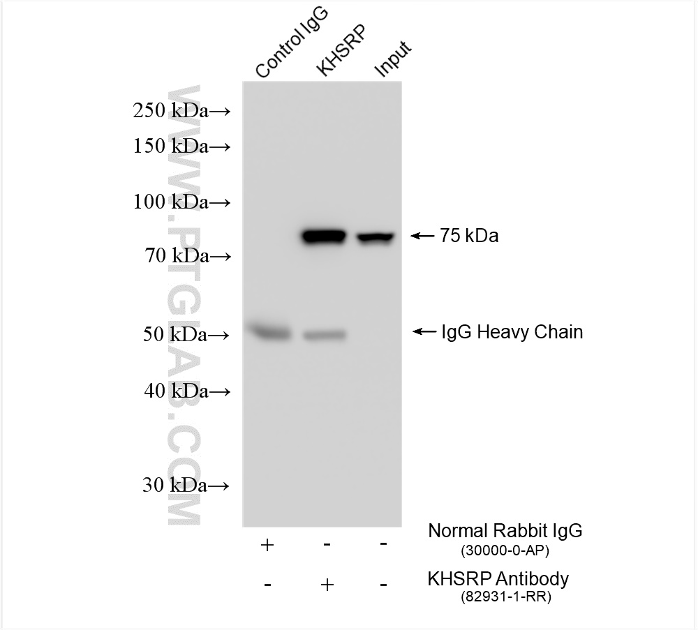 Immunoprecipitation (IP) experiment of HeLa cells using KHSRP Recombinant antibody (82931-1-RR)