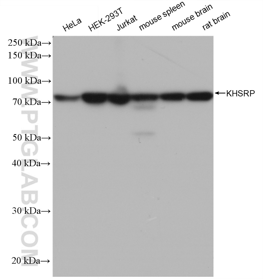 Western Blot (WB) analysis of various lysates using KHSRP Recombinant antibody (82931-1-RR)