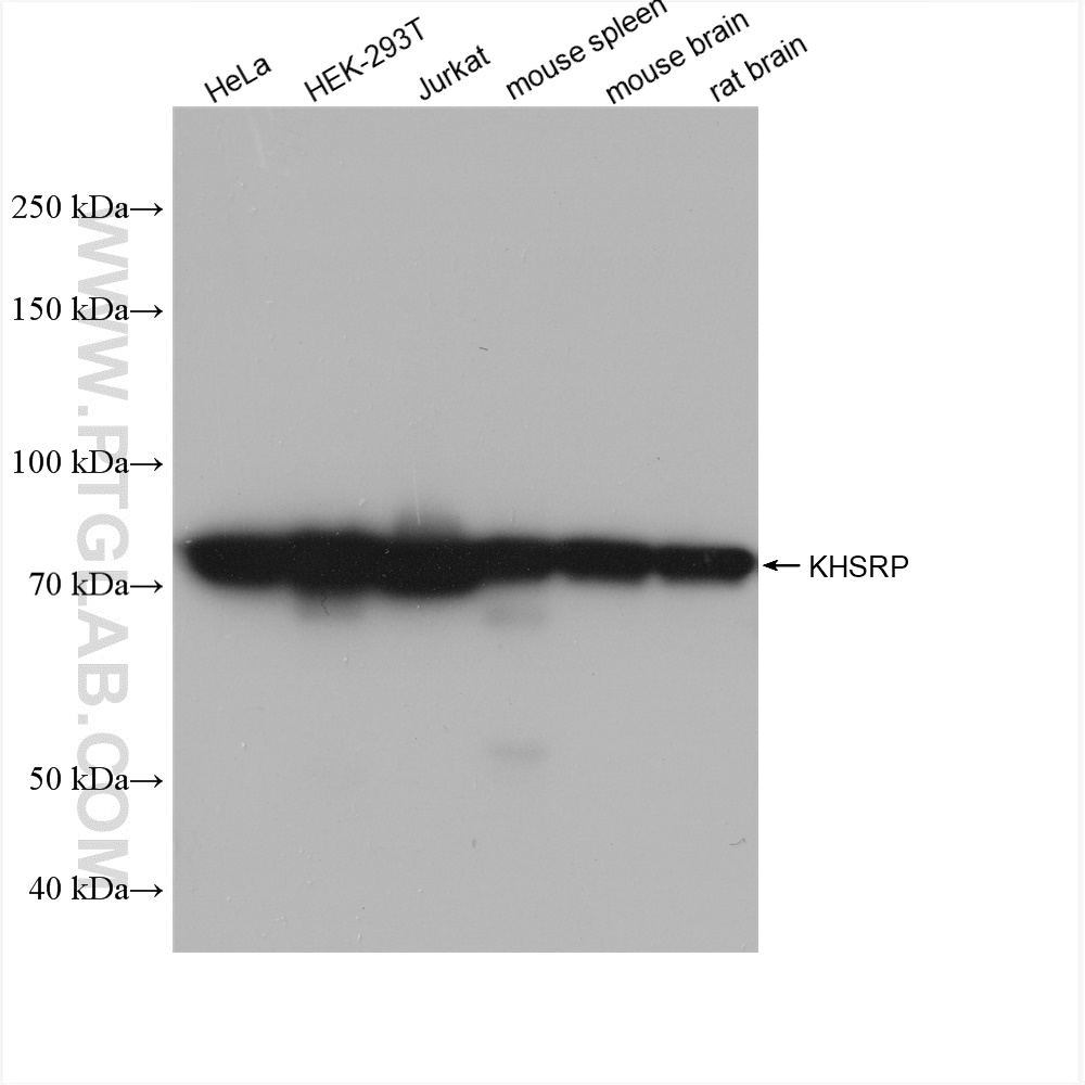 Western Blot (WB) analysis of various lysates using KHSRP Recombinant antibody (82931-3-RR)