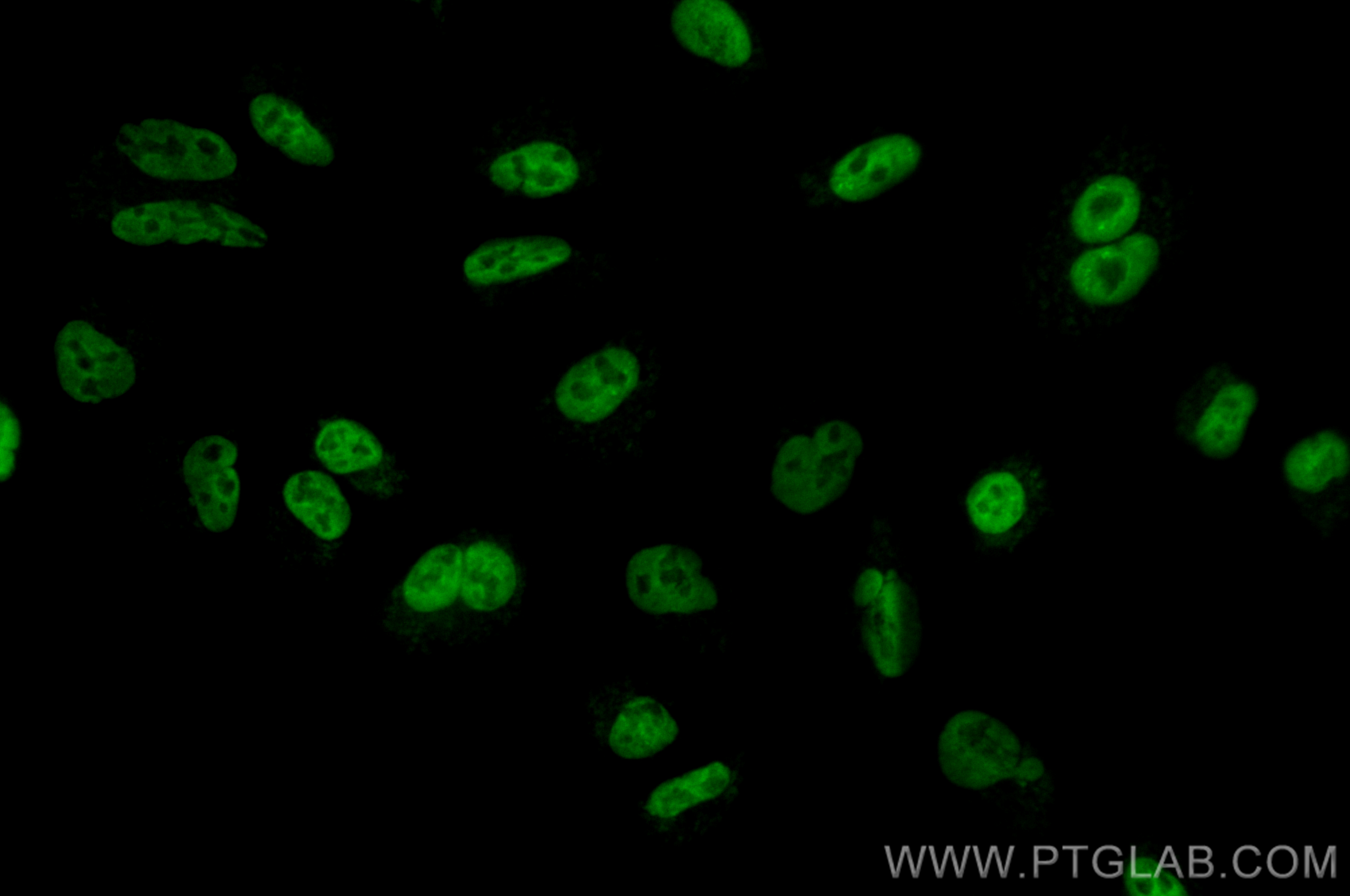 Immunofluorescence (IF) / fluorescent staining of A549 cells using CoraLite® Plus 488-conjugated KHSRP Recombinant an (CL488-82931-3)