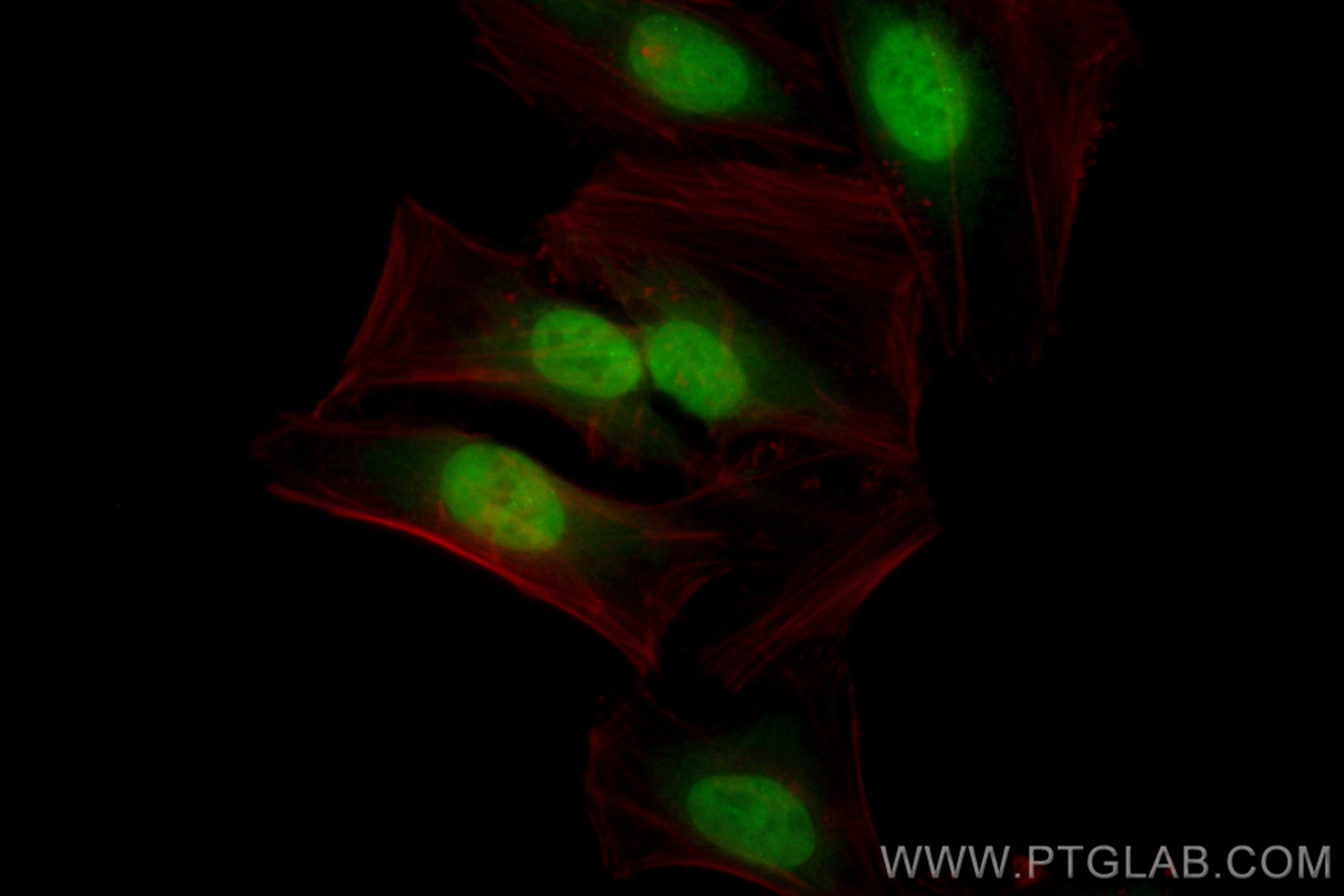 Immunofluorescence (IF) / fluorescent staining of HeLa cells using CoraLite® Plus 488-conjugated KHSRP Recombinant an (CL488-82931-5)