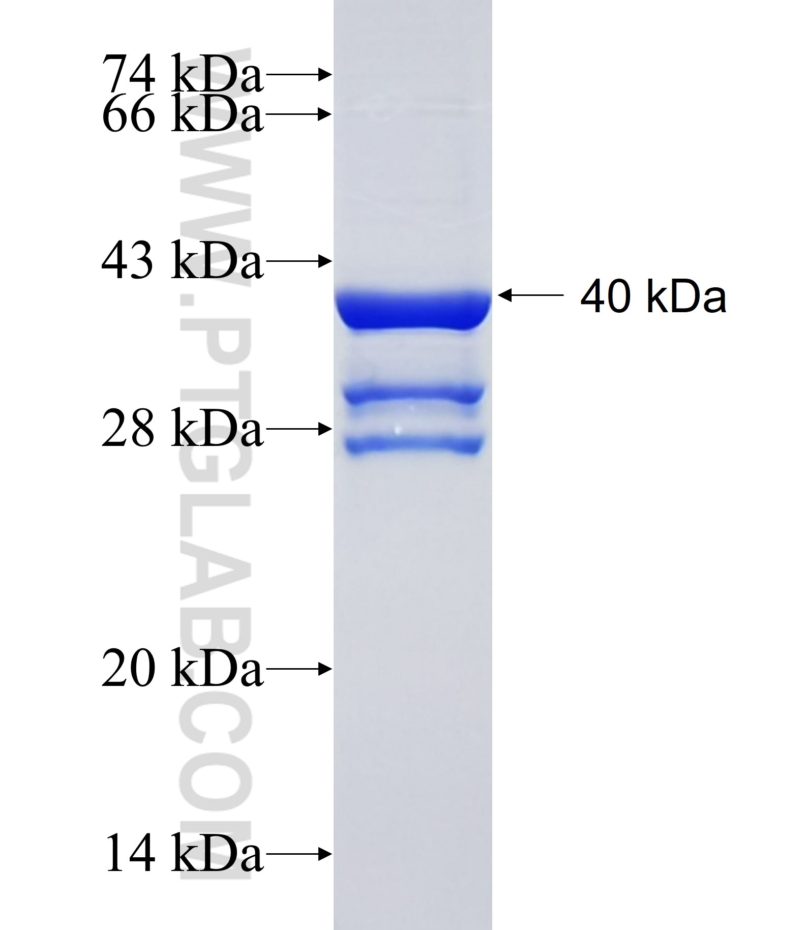 KHSRP fusion protein Ag33890 SDS-PAGE