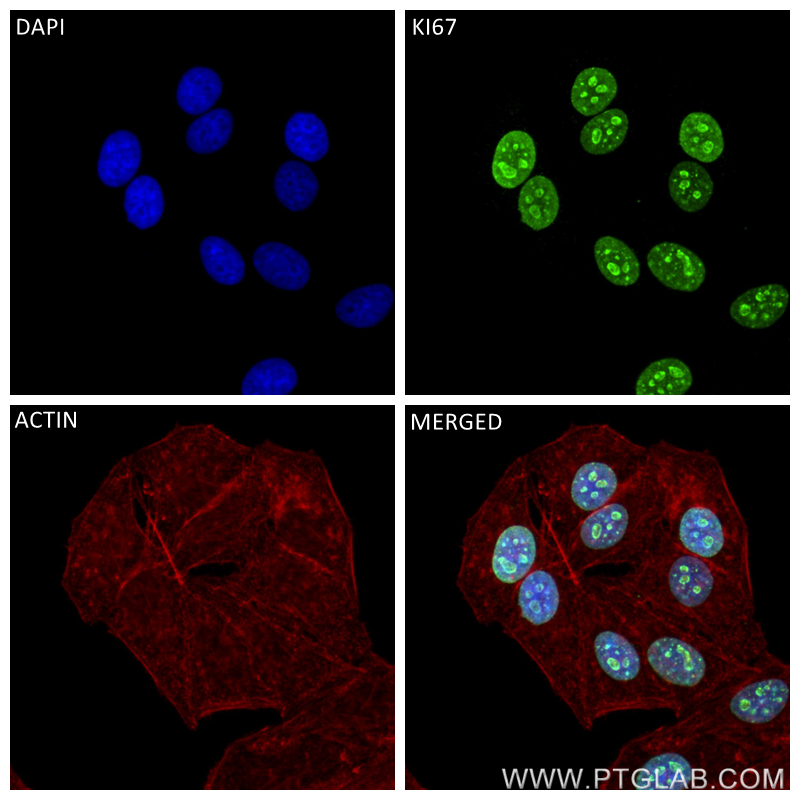 Immunofluorescence (IF) / fluorescent staining of HepG2 cells using KI67 Recombinant antibody (84192-3-RR)