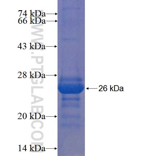 KIAA0247 fusion protein Ag22735 SDS-PAGE