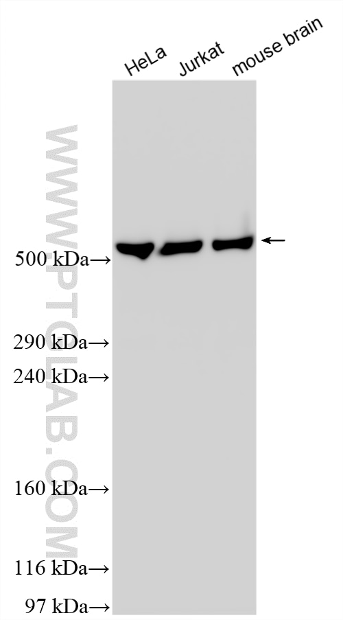 Western Blot (WB) analysis of various lysates using DYNC1H1 Polyclonal antibody (12345-1-AP)