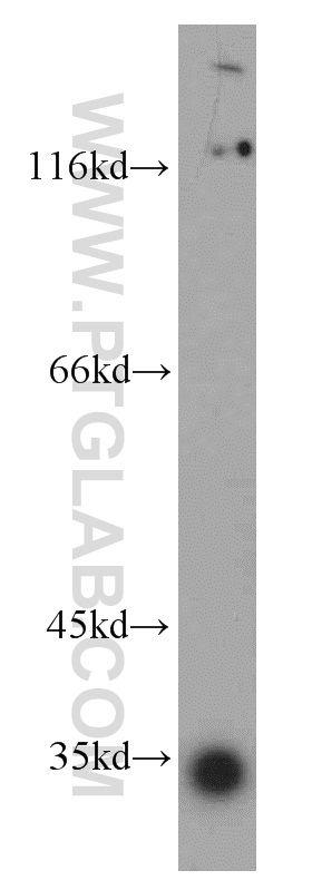 Western Blot (WB) analysis of mouse testis tissue using KIAA0513 Polyclonal antibody (21478-1-AP)