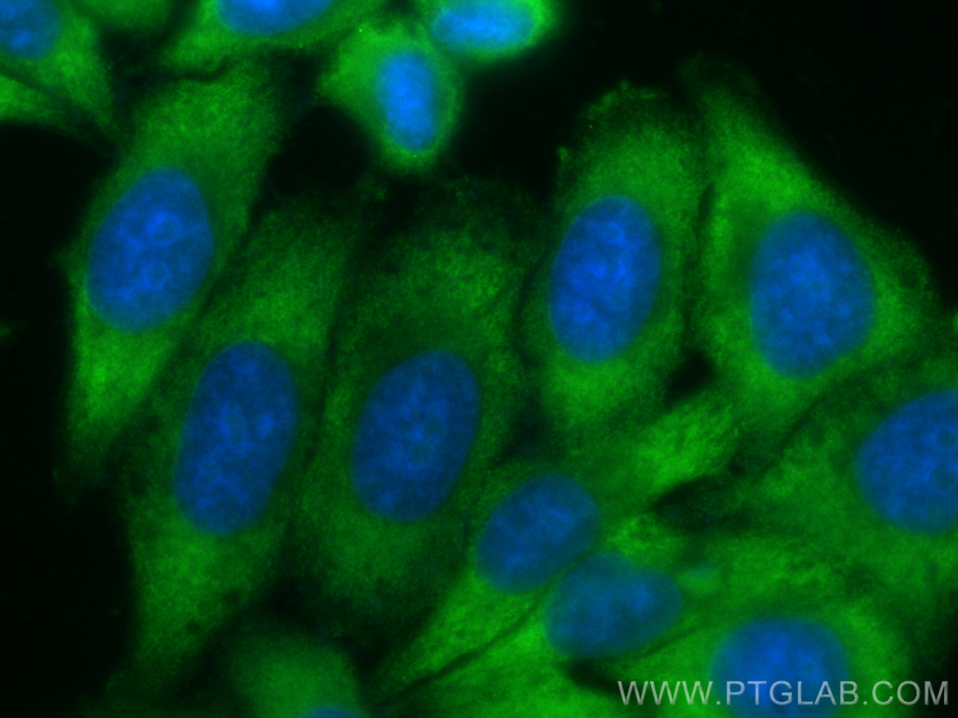 Immunofluorescence (IF) / fluorescent staining of HepG2 cells using CoraLite® Plus 488-conjugated KIAA1199 / CEMIP  Po (CL488-21129)