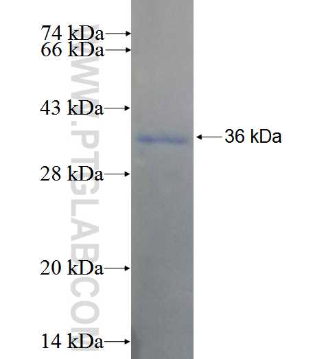 KIAA1328 fusion protein Ag26528 SDS-PAGE