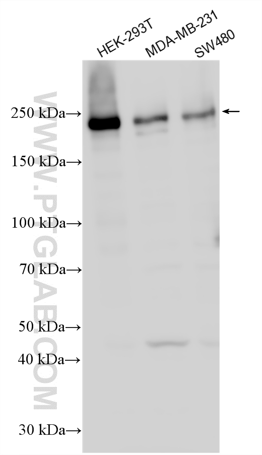 Western Blot (WB) analysis of various lysates using VIRMA/KIAA1429 Polyclonal antibody (25712-1-AP)