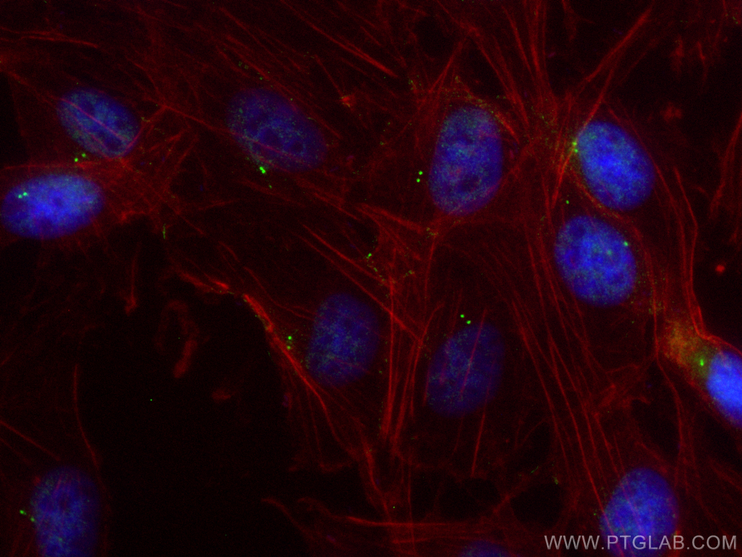 Immunofluorescence (IF) / fluorescent staining of MDCK cells using CEP44 Polyclonal antibody (24457-1-AP)